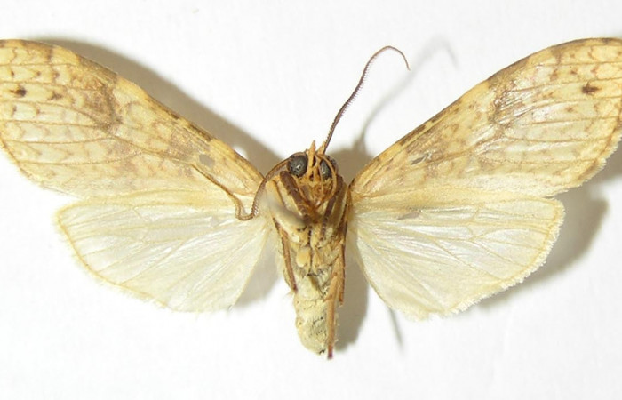 Fig. 2 Adulto vista ventral hembra <i>Lophocampa catenulata</i> (Erebidae) mide 28mm. Pasmompa, Sector Pitilla, 440 m. 06-SRNP-31399-DHJ343231. 