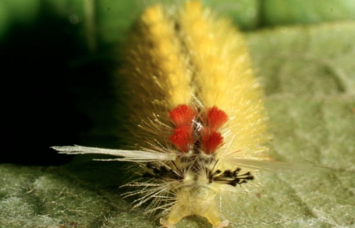 Fig. 5 Larva <i>Lophocampa catenulata</i> (Erebidae) mide 28mm. Pasmompa, Sector Pitilla, 44o, 08-SRNP-72832-DHJ450047.
