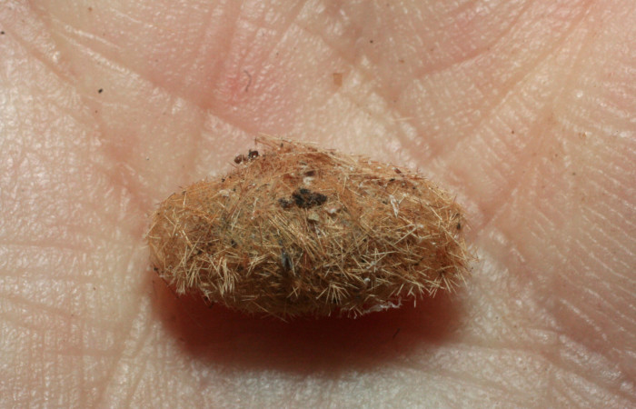 Fig. 7 Capullo <i>Lophocampa catenulata</i> (Erebidae) mide 28mm. Pasmompa, Sector Pitilla, 440. 08-SRNP-2095-DHJ453173.