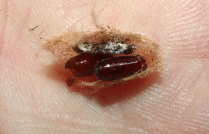 Fig. 8 Puparias de (Tachiniidae) <i>Lophocampa catenulata</i> (Erebidae) mide 28mm. Pasmompa, Sector Pitilla, 440, 08-SRNP-2095-DHJ453174.