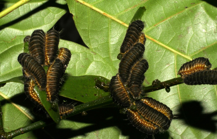 Figura 4. Larva <i>Brangas neora</i> (Lycaenidae). Posición grupo entero en la hoja de la planta de <i>Phoradendron quadrangulare</i> (Viscaceae). Sector Santa Rosa. 05-SRNP-19464-DHJ403447.jpg.
