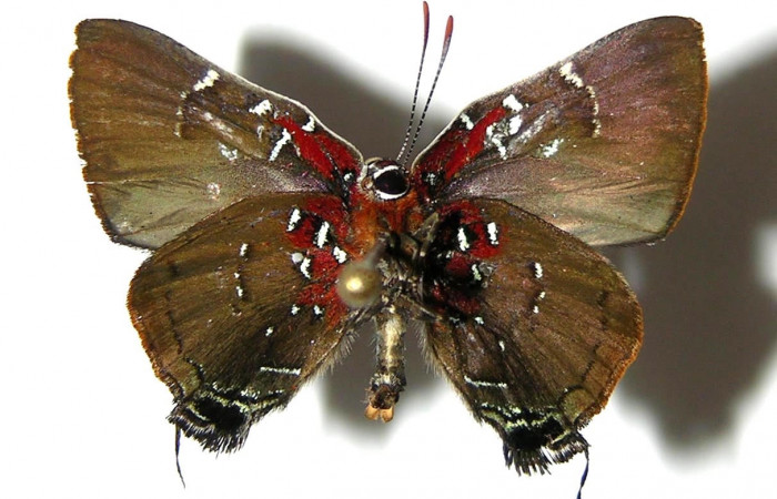Figura 10. Adulto <i>Brangas neora</i> (Lycaenidae). Adulto macho, posición ventral. Sector Santa Rosa. 05-SRNP-61171-DHJ331675.
