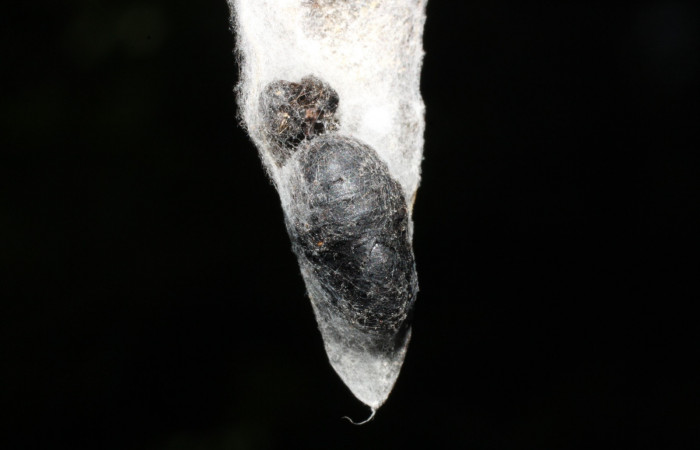 Figura 7. Pupa  de  la larva <i>Brangas neora</i> (Lycaenidae). Posición dorsal entero en la hoja de la planta de <i>Phoradendron quadrangulare</i> (Viscaceae). Sector Santa Rosa. 13-SRNP-22342-DHJ493752.jpg.