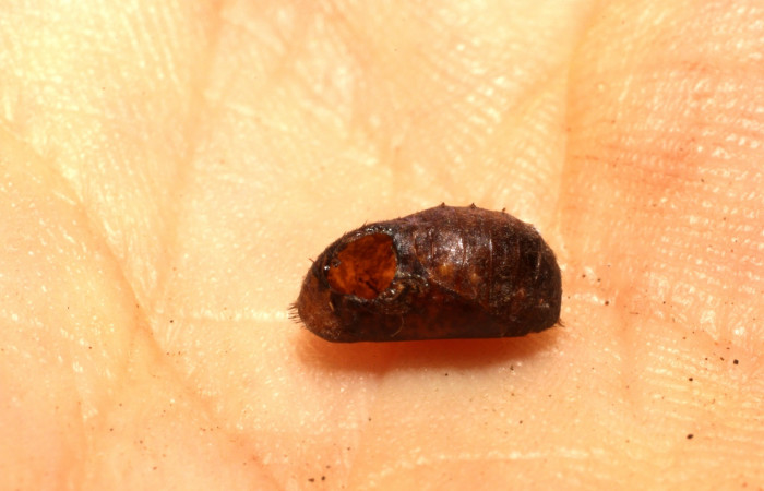 Figura 8. Parásito chalJanzen01 Janzen01 (Chalcididae), de  la larva <i>Brangas neora</i> (Lycaenidae). Posición lateral entero en la hoja de la planta de <i>Phoradendron quadrangulare</i> (Viscaceae). Sector Santa Rosa. 14-SRNP-58967-DHJ804910.jpg.