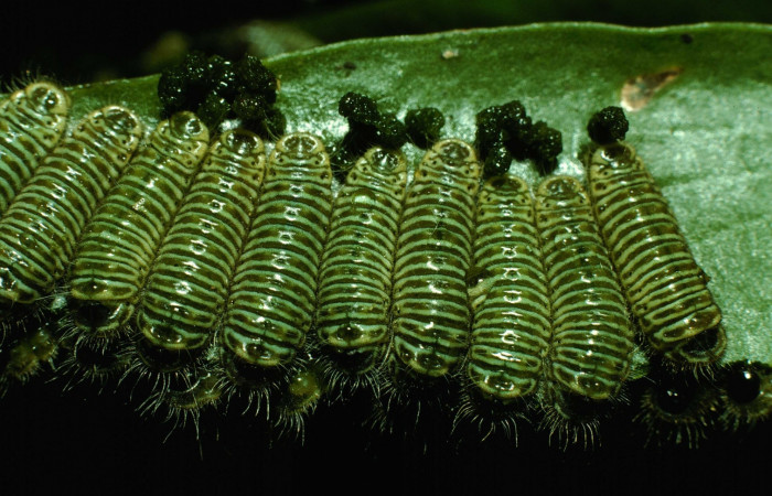 Figura 2. Larva <i>Brangas neora</i> (Lycaenidae). Posición grupo dorsal entero en la hoja de la planta de <i>Phoradendron quadrangulare</i> (Viscaceae). Sector Santa Rosa. 95-SRNP-8683-DHJ25826.jpg.