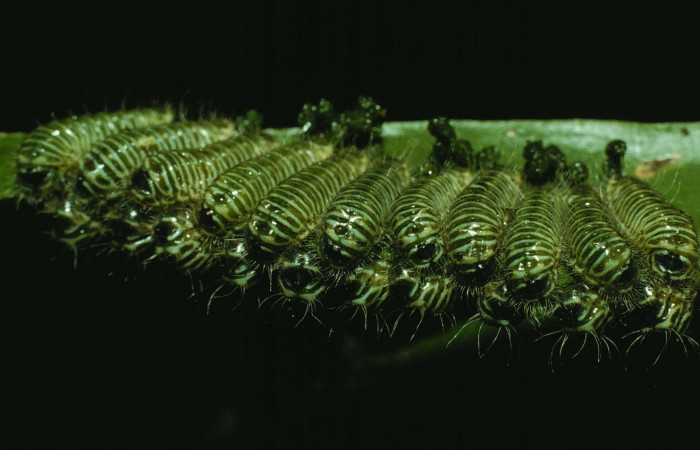 Figura 3. Larva <i>Brangas neora</i> (Lycaenidae). Posición grupo entero en la hoja de la planta de <i>Phoradendron quadrangulare</i> (Viscaceae). Sector Santa Rosa. 95-SRNP-8683-DHJ25831.jpg.