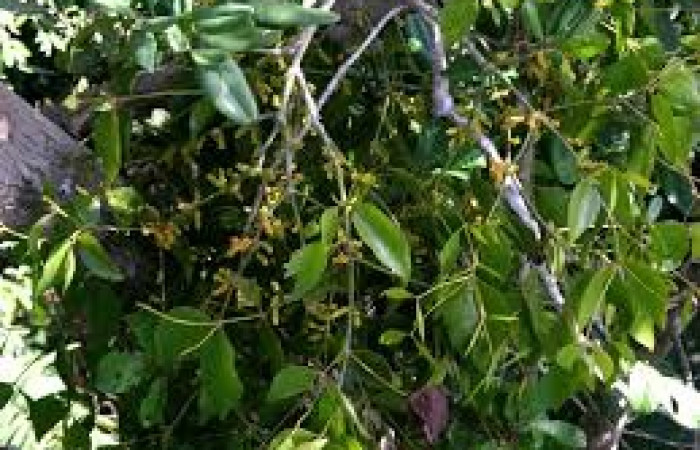 Figura 13. Planta <i>Phoradendron quadrangulare</i> (Viscaceae), de la larva <i>Brangas neora</i> (Lycaenidae). Foto Angel Hernandez. Estación Biológica Wege, Area de Conservación Guanacaste, Costa Rica.