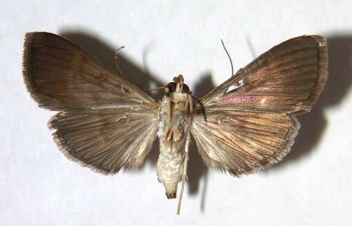 Figura 8. Adulto de <i>Piletosoma thialis</i> (Crambidae), hembra vista ventral, localidad Sendero Rincón, Sector Rincón Rain Forest ACG (430m). Voucher: 04-SRNP-42882-DHJ371029.jpg.