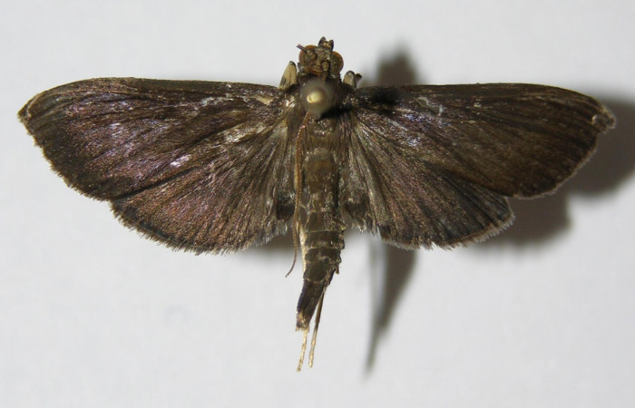 Figura 9. Adulto de <i>Piletosoma thialis</i> (Crambidae), macho vista dorsal, localidad Anonas Sector Rincón Rain Forest ACG (405m). Voucher: 05-SRNP-41351-DHJ332964.jpg.