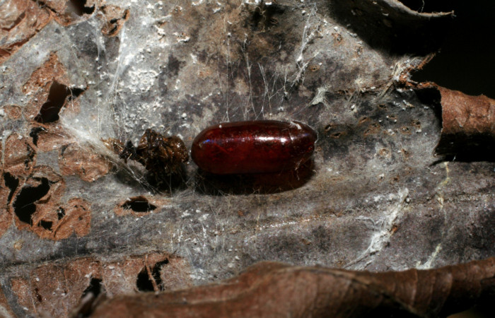 Figura 12. Pupario de parásito <i>Eucelatoria gladiator</i> (Tachinidae) que ataca <i>Piletosoma thialis</i> (Crambidae), vista dorsal, localidad Sendero Rincón, Sendero Rincón Rain Forest ACG (430m). Voucher: 06-SRNP-41826-DHJ420855.jpg.