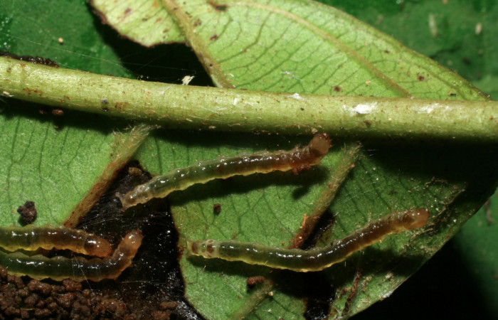 Figura 3. Larvas <i>Piletosoma thialis</i> (Crambidae), tercer estadío (PPU) vista dorsal, localidad Sendero Naciente Sector Pitilla ACG (700m). Voucher: 06-SRNP-65790-DHJ425768.jpg.