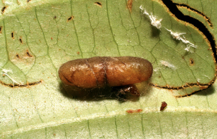 Figura 11. Capullo de parásito <i>Eiphosoma</i> macrumDHJ06 (Ichneumonidae) que ataca <i>Piletosoma thialis</i> (Crambidae), vista dorsal, localidad Sendero Naciente, Sector Pitilla ACG (700m). Voucher: 06-SRNP-65792-DHJ418126.jpg.