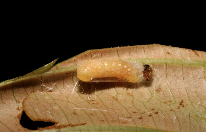 Figura 13. Capullo de parásito <i>Alabagrus johnbrowni</i> (Braconidae) que ataca <i>Piletosoma thialis</i> (Crambidae), vista dorsal, localidad Sendero Venado, Sendero Rincón Rain Forest ACG (420m). Voucher: 07-SRNP-41940-DHJ427639.jpg.