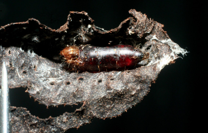 Figura 18. Pupario de parásito <i>Leskia</i> Wood01DHJ08 (Tachinidae) que ataca <i>Piletosoma thialis</i> (Crambidae), vista dorsal, localidad Estación Biológica Quica, Sector Pitilla ACG (470m). Voucher: 08-SRNP-72717-DHJ462834.jpg.