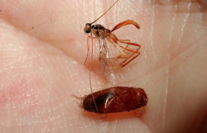 Figura 15. Adulto <i>Macrocentrus</i> Janzen16 (Braconidae) de <i>Piletosoma thialis</i> (Crambidae), vista lateral, localidad Potrero Argentina, Sector San Cristóbal ACG (520m). Voucher: 09-SRNP-2078-DHJ463010.jpg.