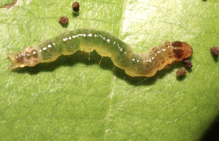 Figura 4. Larva <i>Piletosoma thialis</i> (Crambidae), penúltimo estadío (PU) vista dorsal, localidad Finca Aurita Sector Rincón Rain Forest ACG (460m). Voucher: 09-SRNP-40307-DHJ451573.jpg.