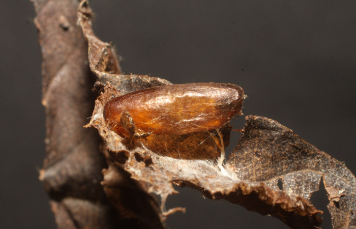 Figura 16. Capullo de parásito <i>Meniscomorpha lizanoi</i> (Ichneumonidae) que ataca <i>Piletosoma thialis</i> (Crambidae), vista dorsal, localidad Sendero Tucan, Sector Rincón Rain Forest ACG (410m). Voucher: 10-SRNP-42938-DHJ480658.jpg.