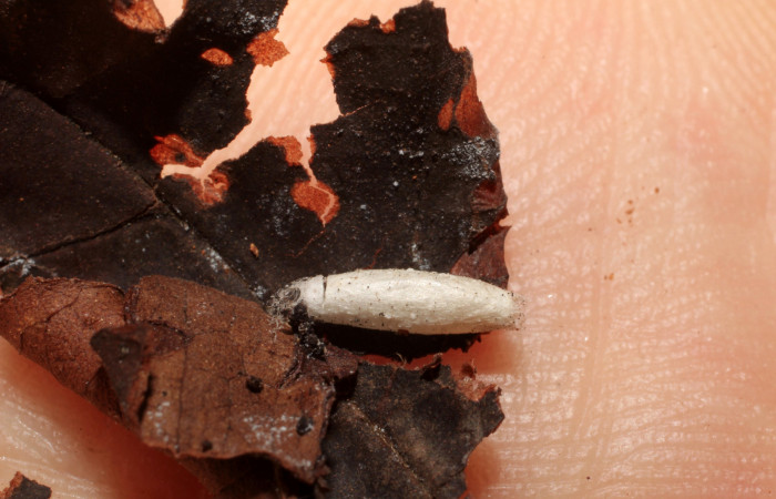 Figura 19. Capullo de parásito <i>Apanteles erickduartei</i> (Braconidae) que ataca <i>Piletosoma thialis</i> (Crambidae), vista dorsal, localidad Quebradona, Estación Biológica Quica Sector Pitilla ACG (475m). Voucher: 10-SRNP-71591-DHJ498377.jpg.