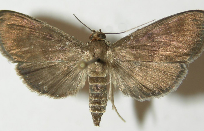 Figura 1. Adulto de <i>Piletosoma thialis</i> (Crambidae), vista dorsal, localidad Calma, Estación Biológica Quica Sector Pitilla ACG (412m). Voucher: 10-SRNP-71869-DHJ536376.jpg.