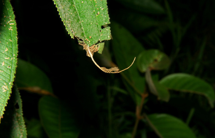 Fig.2  Larva <i>Adelpha celerio</i> en tercer estadio, mostrando característica importante de la forma de alimentarse en los primeros estadios mayoría de especies de la familia Nymphalidae.  Voucher: 05-SRNP-34595-DHJ424352.jpg