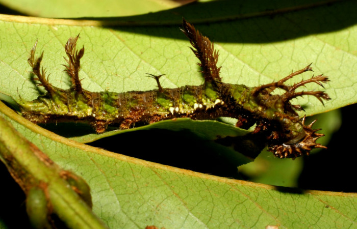 Fig.3  Larva <i>Adelpha massilia</i>  último estadio parte lateral mostrando penachos en forma de espiga.  Voucher:  08-SRNP-72349-DHJ447238.JPG