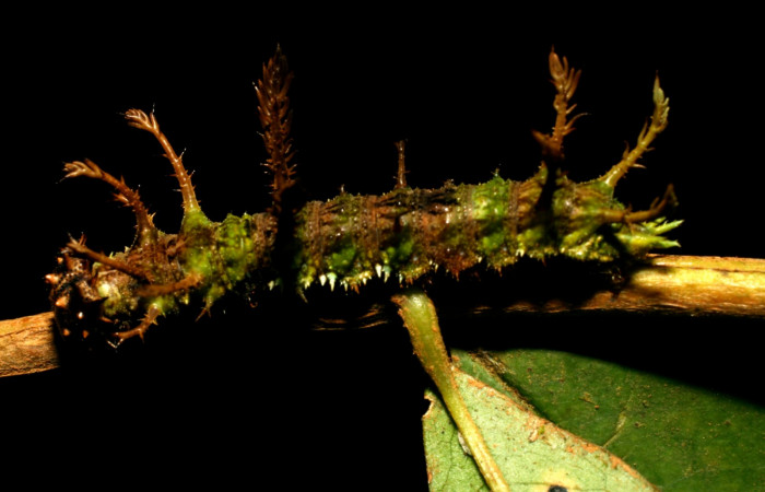 Fig.4  Larva <i>Adelpha massilia</i>  último estadio parte lateral mostrando penachos en forma de espiga.  Voucher:  08-SRNP-72349-DHJ447240.JPG
