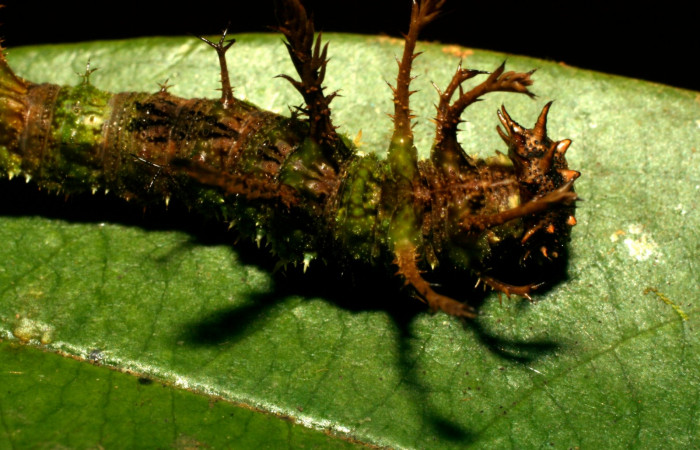 Fig.6  Larva <i>Adelpha massilia</i>  último estadio parte dorsal mostrando forma de triangulo.  Voucher:  08-SRNP-72349-DHJ447251.JPG
