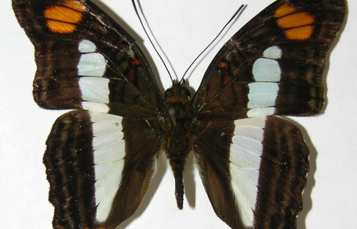 Fig. 7  Adulto <i>Adelpha massilia</i> ventral.  Voucher: 08-SRNP-72349-DHJ394554.jpg