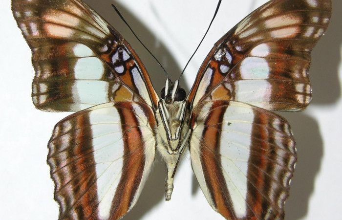Fig. 8  Adulto <i>Adelpha massilia</i> dorsal.  Voucher: 08-SRNP-72349-DHJ39455.jpg