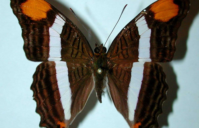 Fig. 9  Adulto <i>Adelpha fessonia</i>. Vista dorsal,  comparación entre especies Voucher: 81-SRNP-802-DHJ38960. jpg