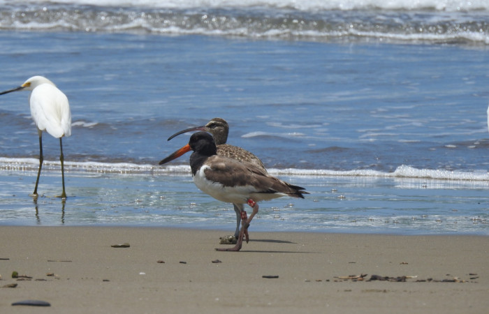 observado en Refugio Nacional de Vida Silvestre Bahía Junquillal, 1 de octubre 2020, Foto: Cristhian Zúñiga