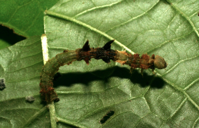 Figura 5. Larva <i>Nemoria anae</i> (Geometridae). Vista dorsal, penultimo estadío, 27 mm de longitud. Foto: 15 junio 2010. Voucher: 10-SRNP-31511-DHJ471954.jpg.