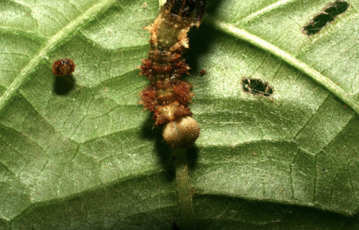 Figura 6. Larva <i>Nemoria anae</i> (Geometridae). Dorsal thorax, penultimo estadío, 27 mm de longitud. Foto: 15 junio 2010. Voucher: 10-SRNP-31511-DHJ471955.jpg.