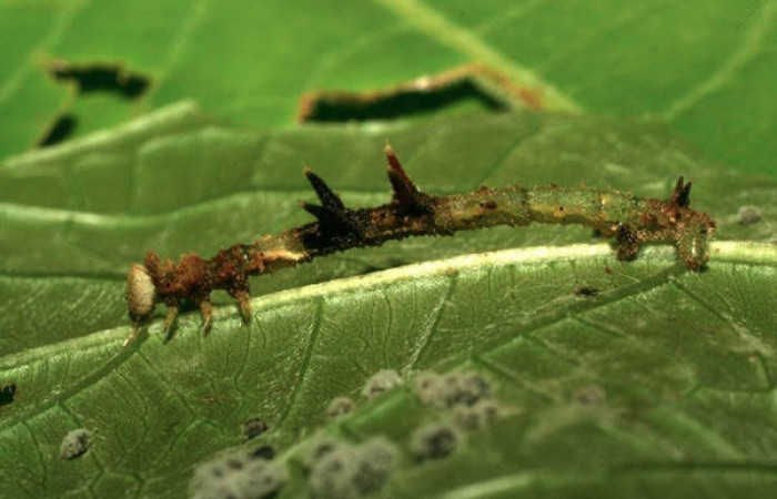 Figura 4. Larva <i>Nemoria anae</i> (Geometridae). Vista lateral, penultimo estadío, 27 mm de longitud. Foto: 15 junio 2010. Voucher: 10-SRNP-31511-DHJ471958.jpg.