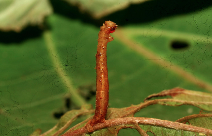 Figura 12. Larva <i>Nemoria anae</i> (Geometridae). Vista lateral. tercer estadío, 13 mm de longitud. Parásito de la familia Braconidae, subfamilia Rogadinae, género y especie <i>Aleiodes johnchemsaki</i>. Foto: 24 junio 2011. Voucher: 11-SRNP-31717-DHJ494388.jpg.