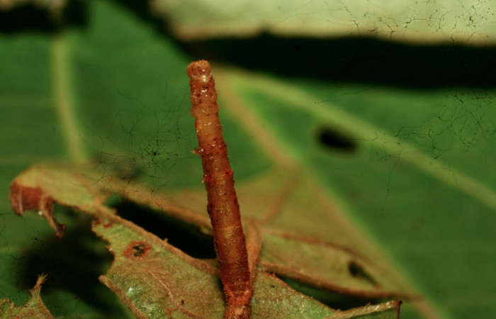 Figura 13. Larva <i>Nemoria anae</i> (Geometridae). Vista ventral, tercer estadío, 13 mm de longitud. Parásito de la familia Braconidae, subfamilia Rogadinae, género y especie <i>Aleiodes johnchemsaki</i>. Foto: 24 junio 2011. Voucher: 11-SRNP-31717-DHJ494389.jpg.