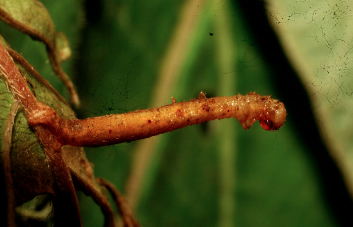 Figura 14. Larva <i>Nemoria anae</i> (Geometridae). Vista dorsal, tercer estadío, 13 mm de longitud. Parásito de la familia Braconidae, subfamilia Rogadinae, género y especie <i>Aleiodes johnchemsaki</i>. Foto: 24 junio 2011. Voucher: 11-SRNP-31717-DHJ494391.jpg.