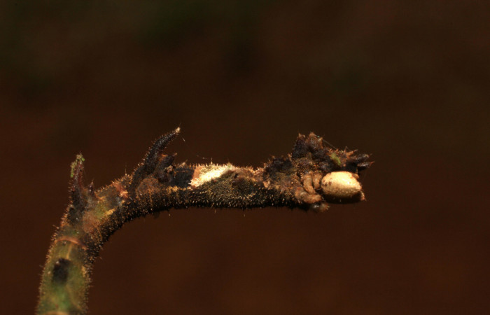 Figura 10. Larva <i>Nemoria anae</i> (Geometridae). Lateral thorax, último estadío, 35 mm de longitud. Foto: 5 agosto 2011. Voucher: 11-SRNP-31997-DHJ494607.jpg.