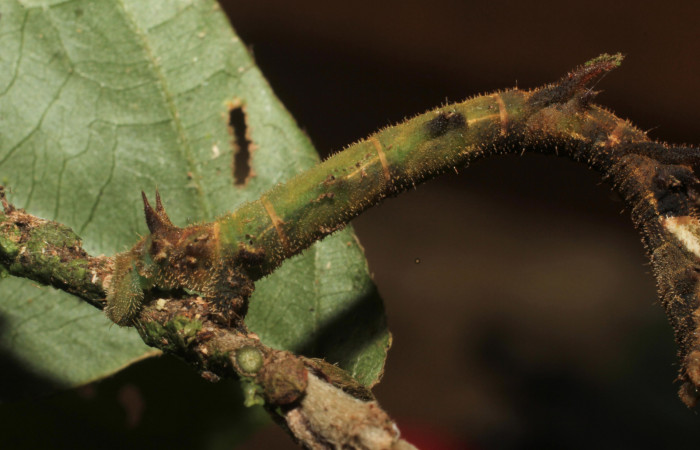 Figura 11. Larva <i>Nemoria anae</i> (Geometridae). Ultima parte lateral del cuerpo, mostrando los cuernitos color café, que nacen el la parte dorsal, último estadío, 35 mm de longitud. Foto: 5 agosto 2011. Voucher: 11-SRNP-31997-DHJ494608.jpg.