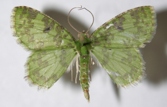Figura 1. Adulto <i>Nemoria anae</i> (Geometridae). Vista dorsal, envergadura alar 27 mm de longitud. Voucher: 14-SRNP-30181-DHJ951264.jpg. BIN: BOLD:AAE5221.