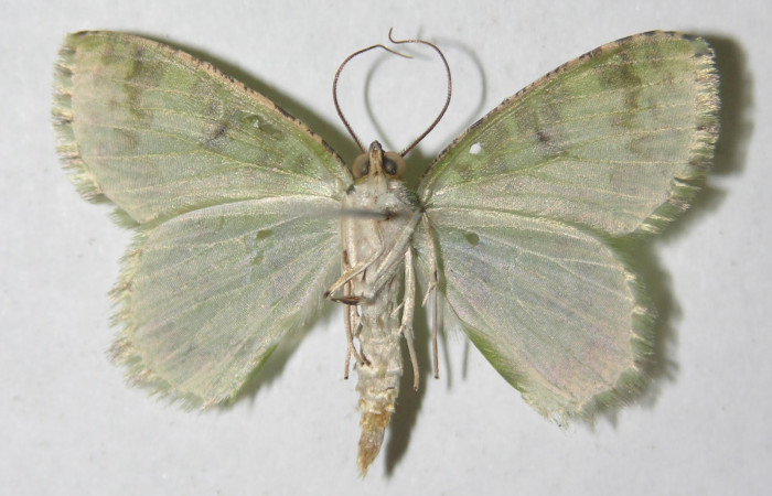 Figura 2. Adulto <i>Nemoria anae</i> (Geometridae). Vista dorsal, envergadura alar 27 mm de longitud. Voucher: 14-SRNP-30181-DHJ951265.jpg. BIN: BOLD:AAE5221.