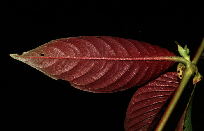 Figura 19. Planta hospedera <i>Sabicea panamensis</i> (Rubiaceae) de <i>Nemoria anae</i> (Geometridae). Hojas vistas por el envés. Foto: 12 octubre 2020. Freddy Antonio Quesada Quesada. 