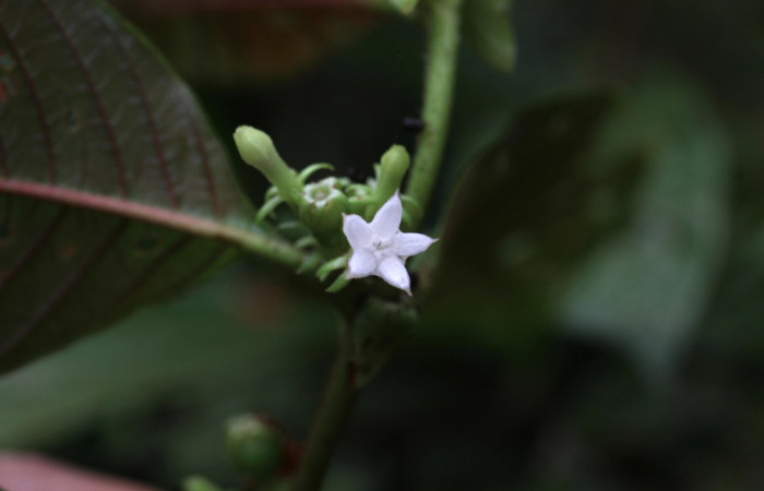 Figura 21. Planta hospedera <i>Sabicea panamensis</i> (Rubiaceae) de <i>Nemoria anae</i> (Geometridae). Flor de frente, mide 20 mm. Foto: 12 octubre 2020. Freddy Antonio Quesada Quesada. 