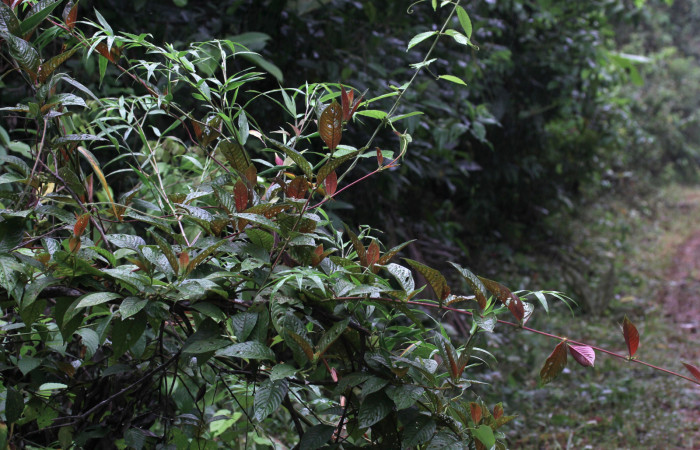 Figura 16. Planta hospedera <i>Sabicea panamensis</i> (Rubiaceae) de <i>Nemoria anae</i> (Geometridae). Foto: 12 octubre 2020. Freddy Antonio Quesada Quesada. 