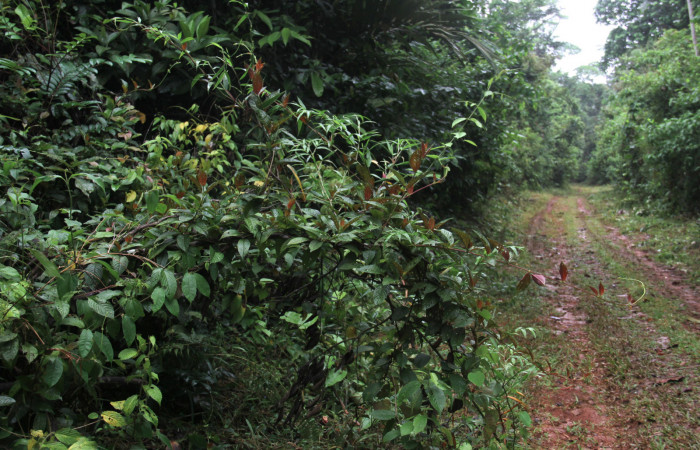 Figura 15. Planta hospedera <i>Sabicea panamensis</i> (Rubiaceae) de <i>Nemoria anae</i> (Geometridae). Foto: 12 octubre 2020. Freddy Antonio Quesada Quesada. 