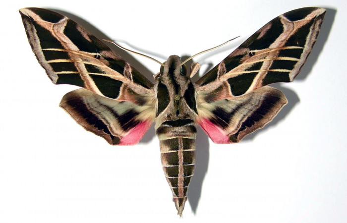 Fig.01. Macho de <i>Eumopha vitis</i>, vista dorsal, 80mm de longitud. Voucher: 84-SRNP-1130-DHJ95352.jpg.