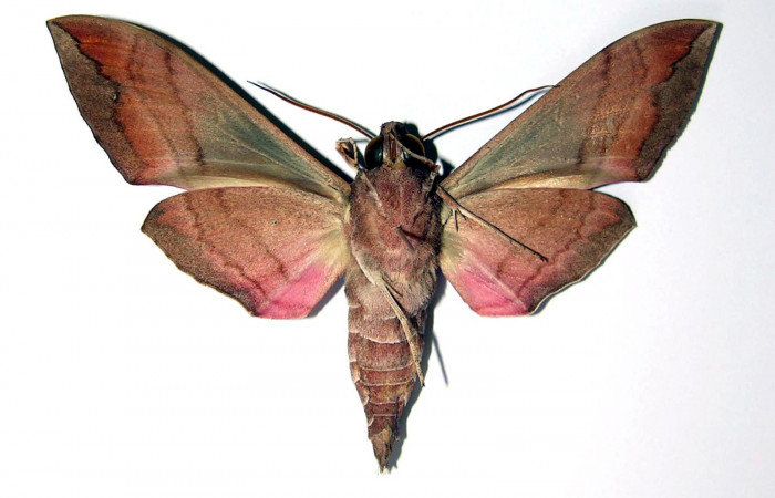 Fig.02. Macho de <i>Eumopha vitis</i>, vista ventral, 80mm de longitud. Voucher: 84-SRNP-1130-DHJ95353.jpg.