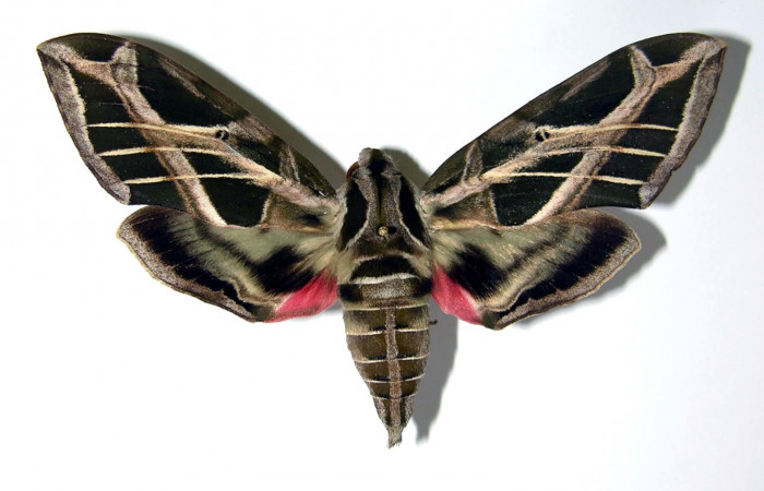 Fig.03. Hembra de <i>Eumopha vitis</i>, vista ventral, 95mm de longitud. Voucher: 93-SRNP-1288-DHJ95346.jpg.