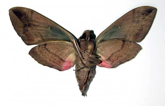 Fig.04. Hembra de <i>Eumopha vitis</i>, vista ventral, 95mm de longitud. Voucher: 93-SRNP-1288-DHJ95347.jpg.