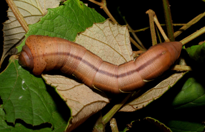 Fig.06. Larva de <i>Eumorpha satellitia</i>, último estadío, 71mm de longitud. Larvas de <i>Eumorpha vitis</i> es posible se parecen mucho a ésta. Voucher: 08-SRNP-72109-DHJ447091.jpg